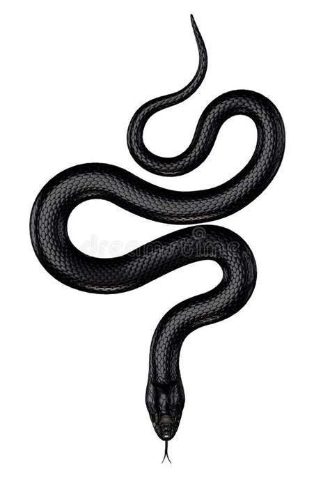 black and white snake drawing